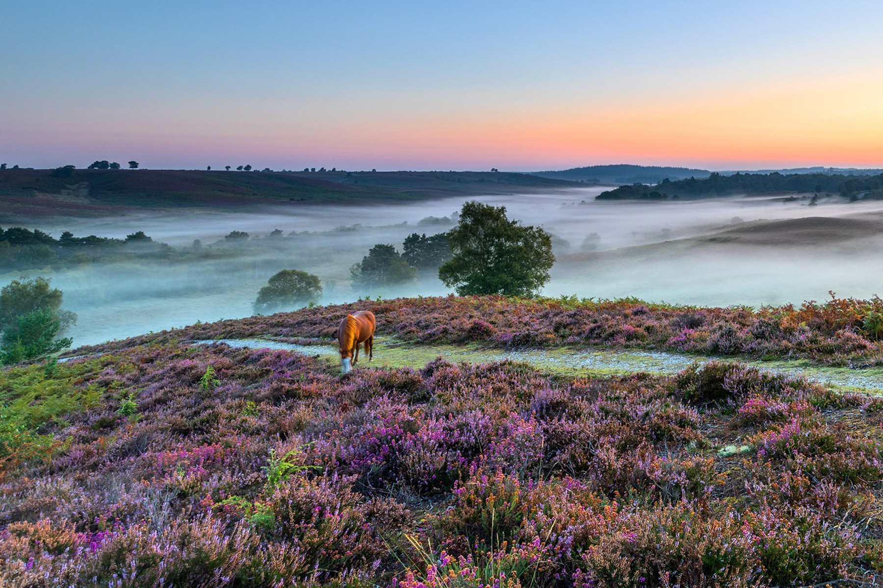 the new forest day trip