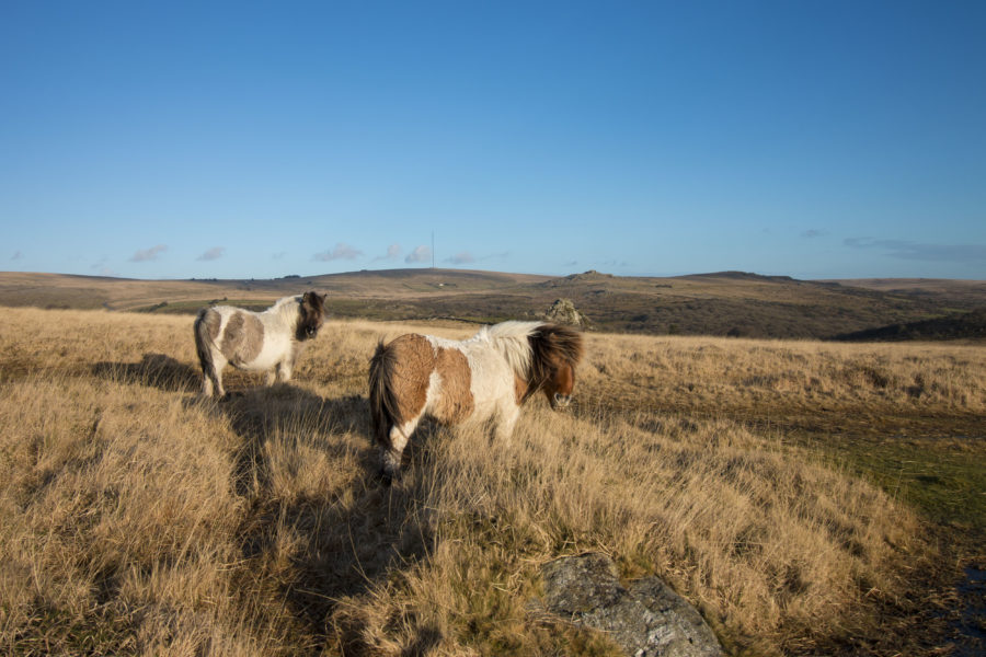 Ponies on the moor