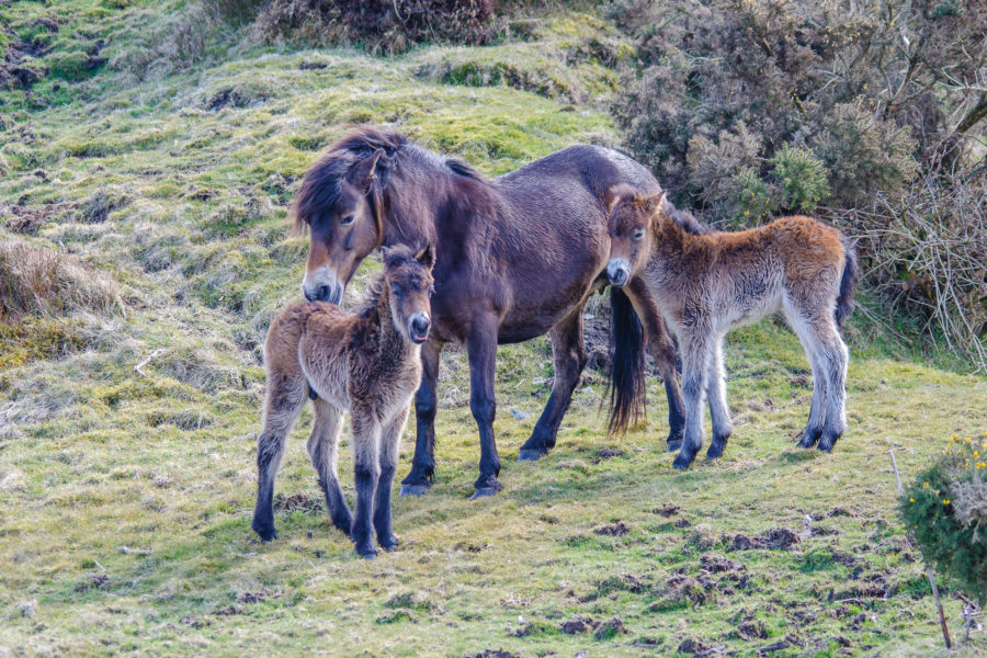 Exmoor pony and foals