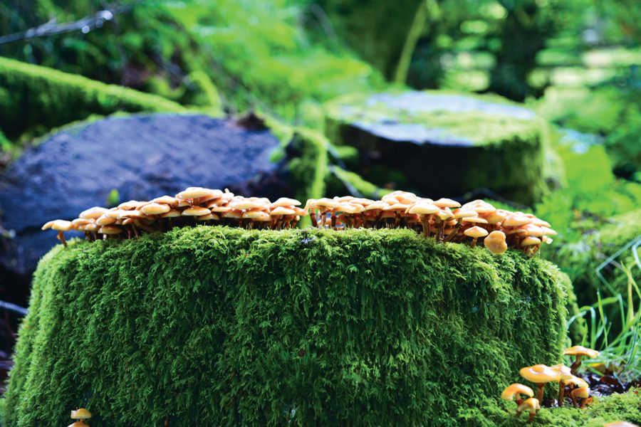 Fungi at Ashcombe in Simonsbath