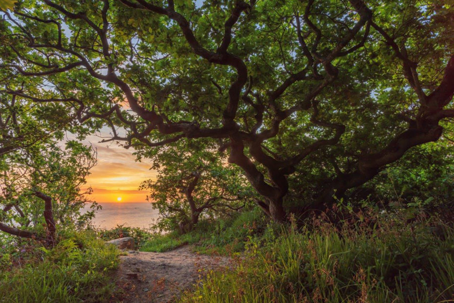 Hayburn Wyke woods