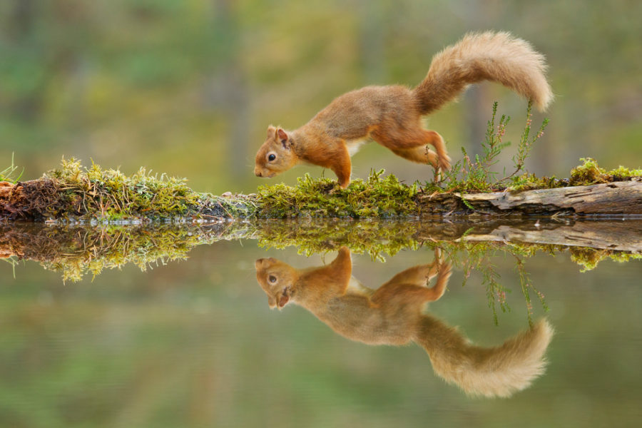 Red squirrel