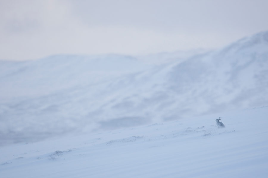 Mountain hare