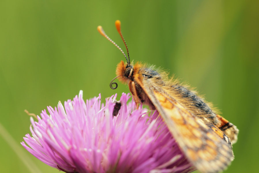 Marsh fritillary butterfly