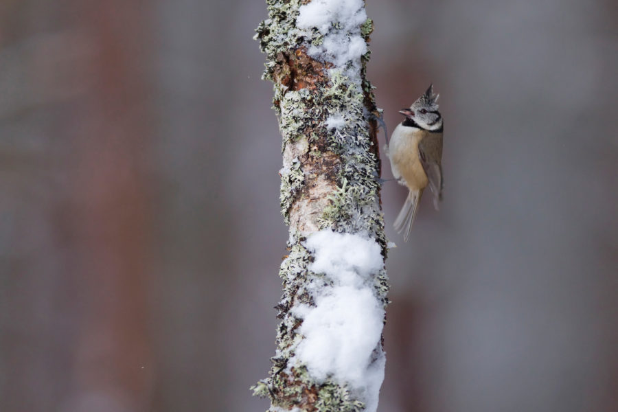 Crested tit