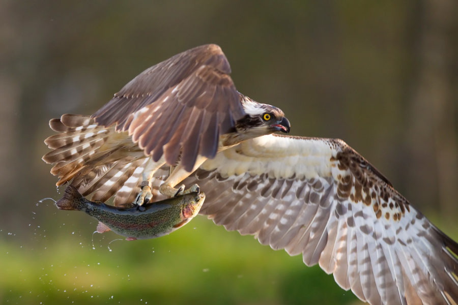 Osprey