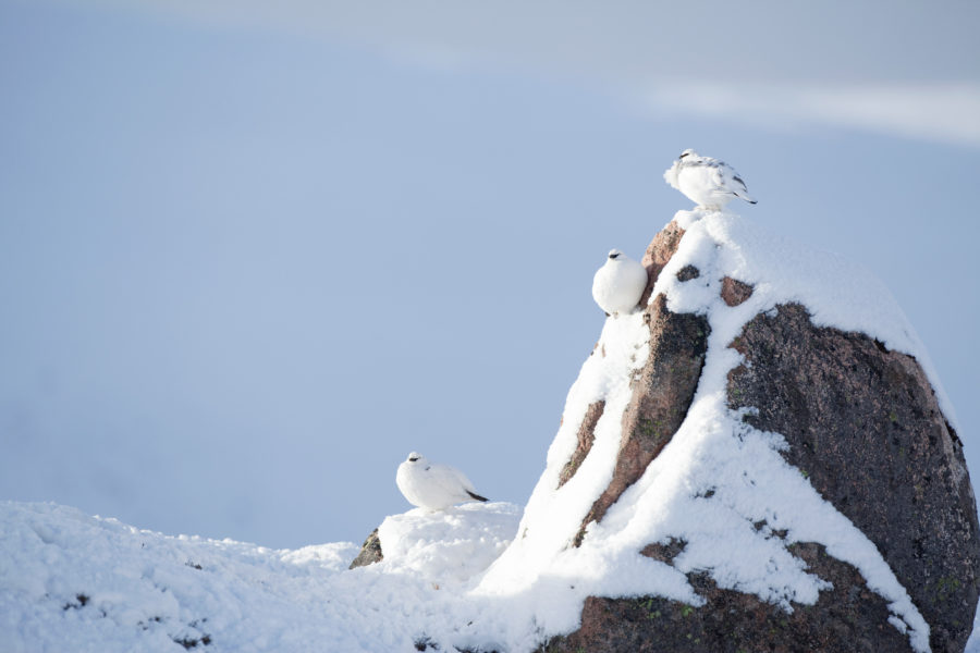 Ptarmigan