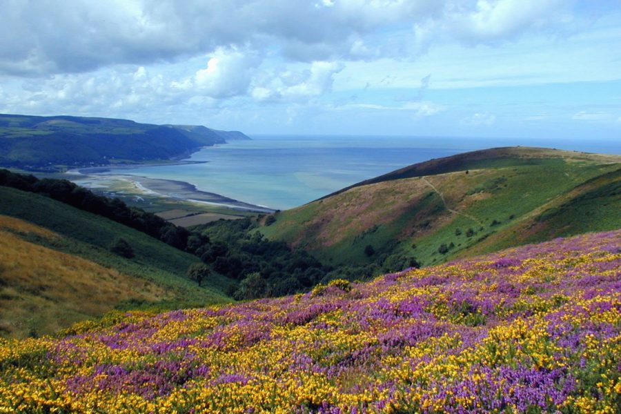 Heather in bloom from Selworthy Beacon