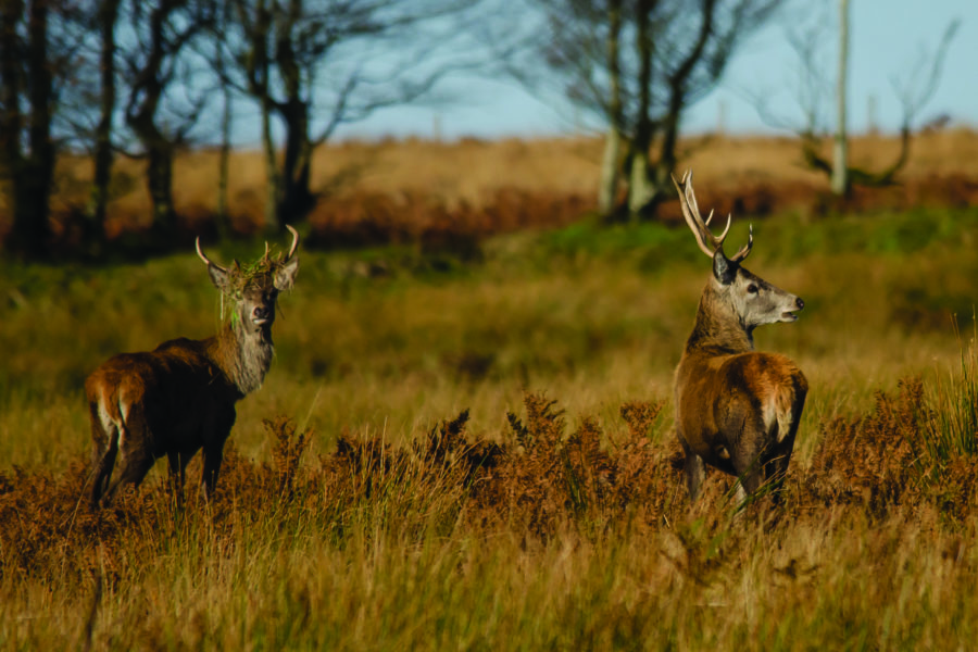 Red Deer Stags at Alderman's Barrow