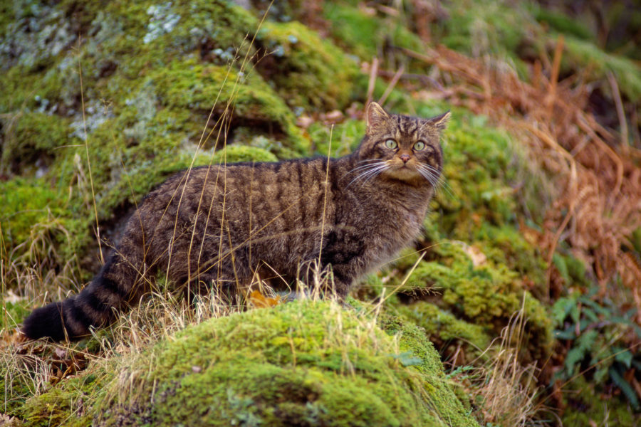 Scottish wildcat