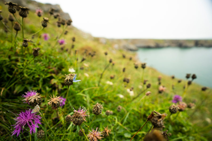 Coastal flowers at St Govan’s