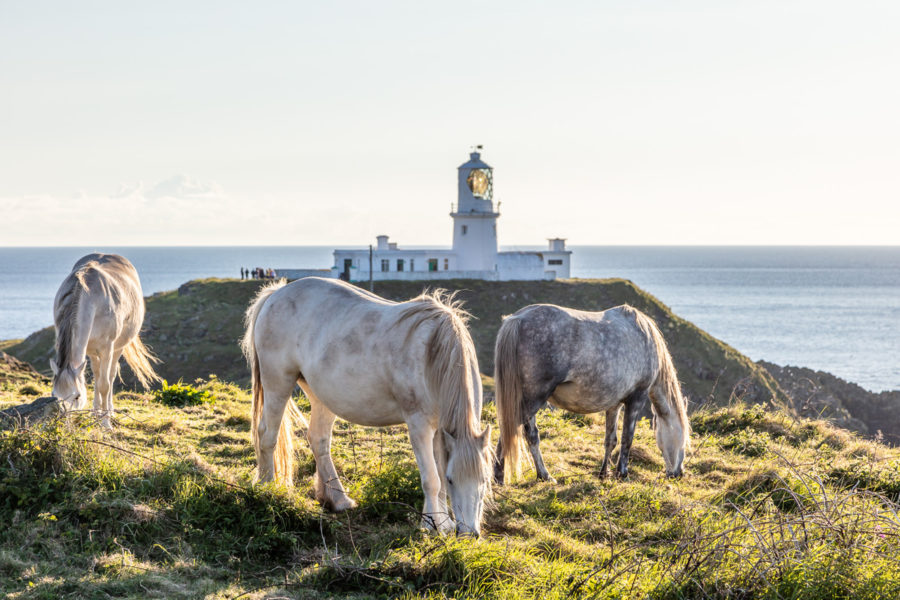 Welsh mountain ponies grazing at Strumble Head