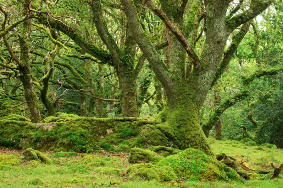 Tŷ Canol Woodland National Nature Reserve