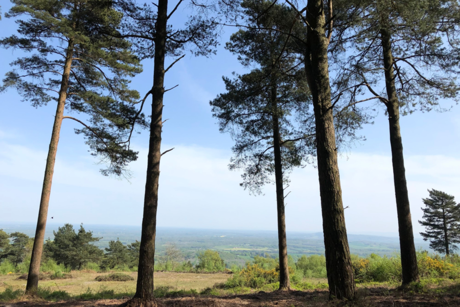 At 280m above sea level, Black Down is the highest point in the South Downs National Park