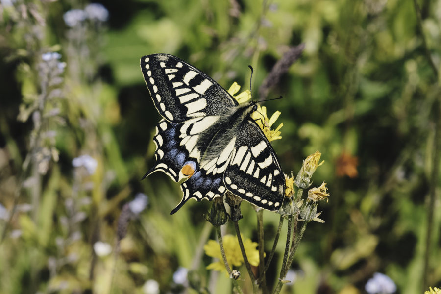 Swallowtail butterfly © Terry Whittaker 2020 VISION