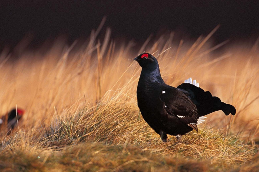 Black grouse