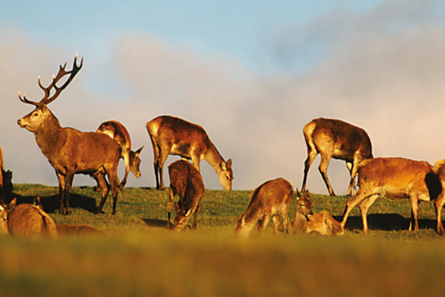 Red deer