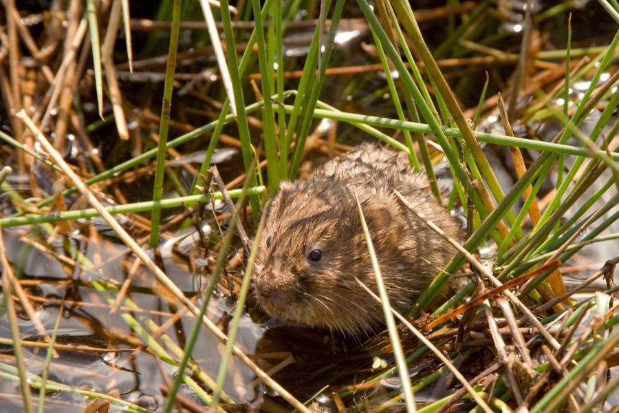 Water vole