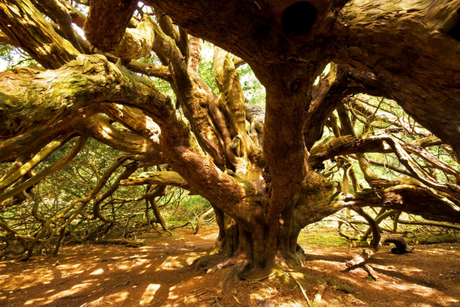 Kingley Vale is home to ancient yew trees, some said to be more than 2000 years old