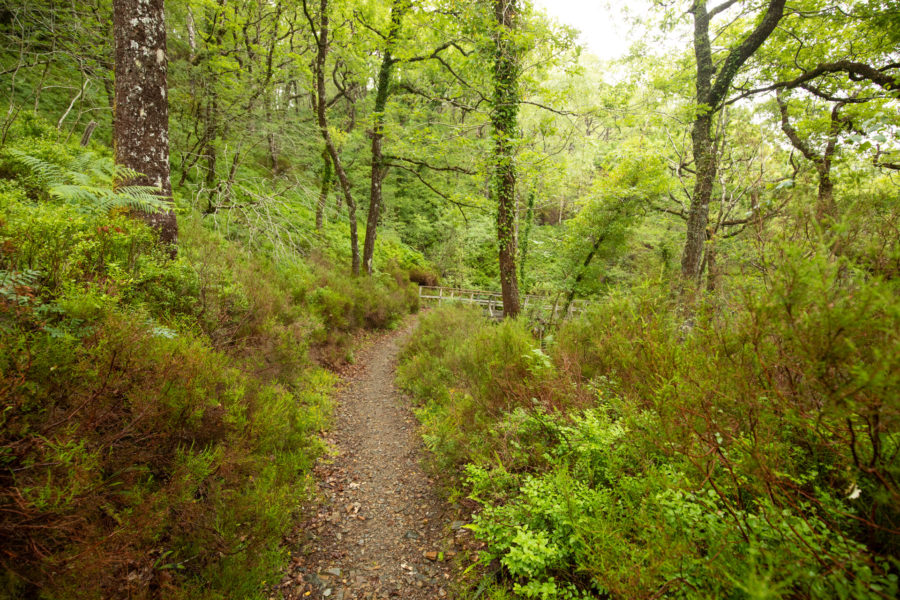 Ancient Celtic rainforests scatter the landscape throughout Eryri (Snowdonia).