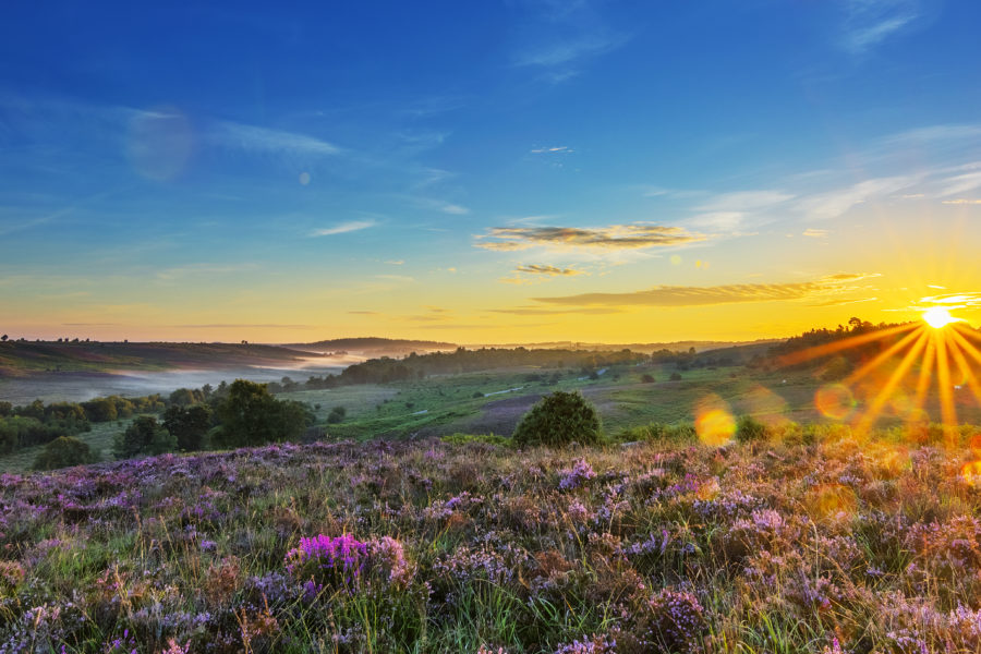 New Forest National Park