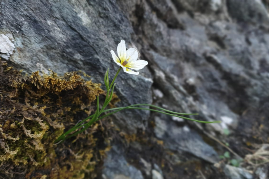 Lili’r Wyddfa is the rarest plant in Eryri (Snowdonia).