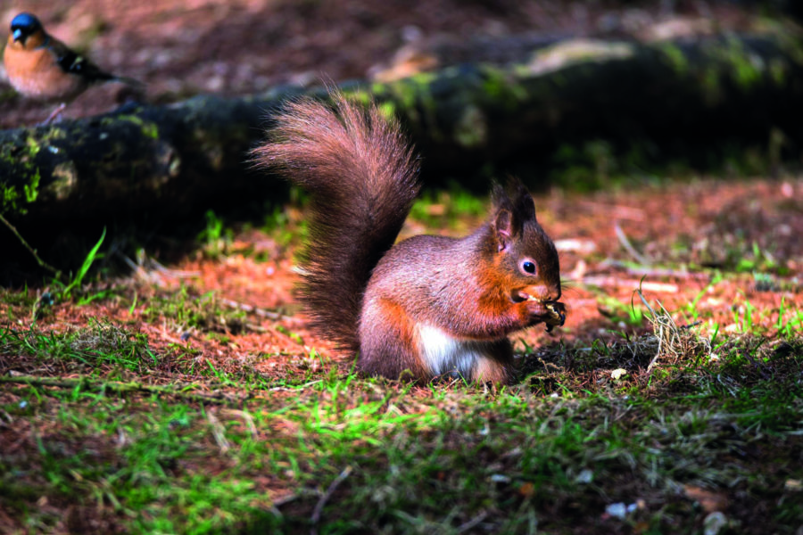 The protected native red squirrel