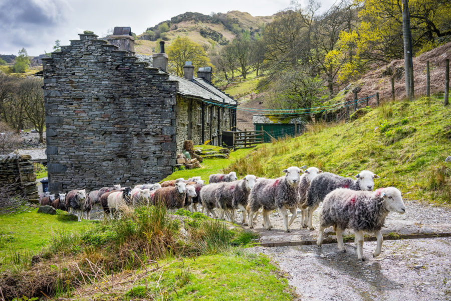 Herdwick sheep are native to the Lake District