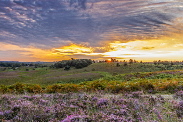 New Forest