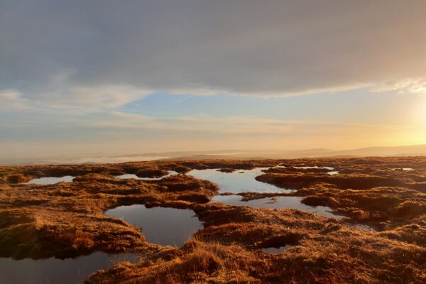 Dartmoor Peatland