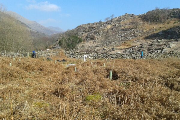 Press Release – National Parks trees and bees given a boost by Sykes Holiday Cottages 2x
