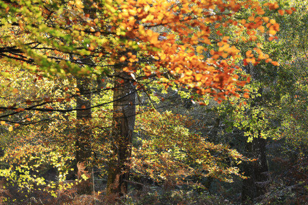 New Forest