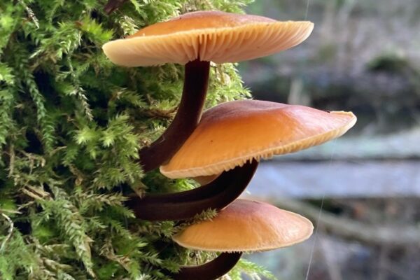 Look Wild: Fungi Forays 2x