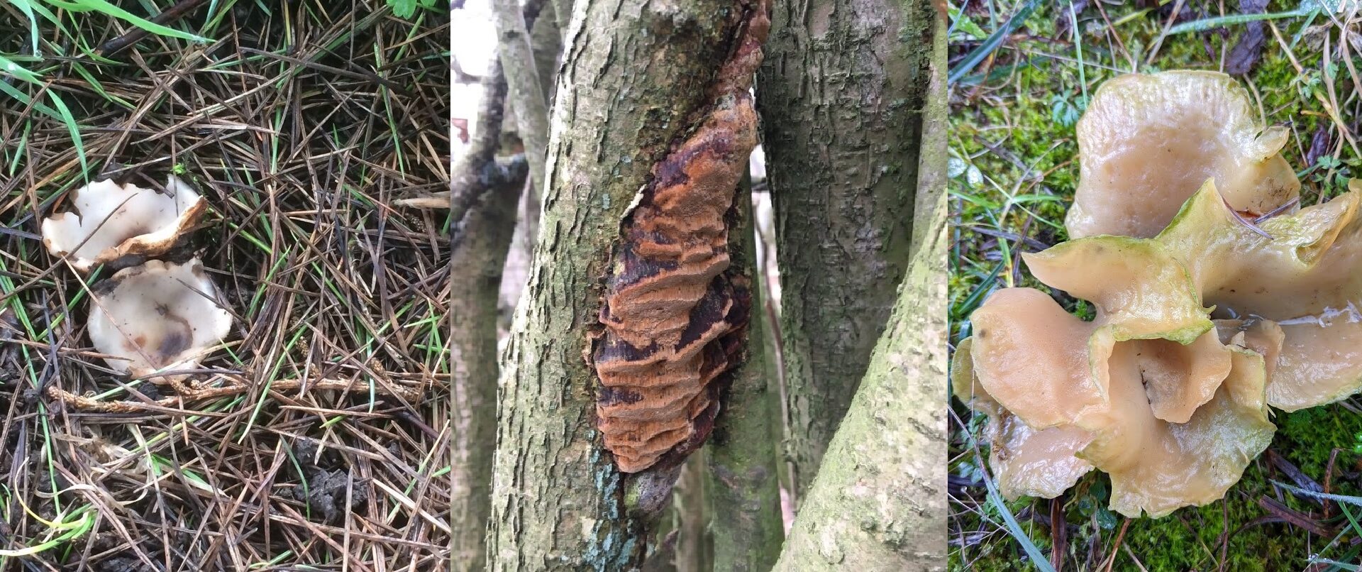 Left to right; Geopora sumneriana (cedar cup), Fuscoporia ferrea (cinnamon pore crust) both by Rhona Sutherland, Guepinia helvelloides (salmon salad fungus) by Ellie Davison