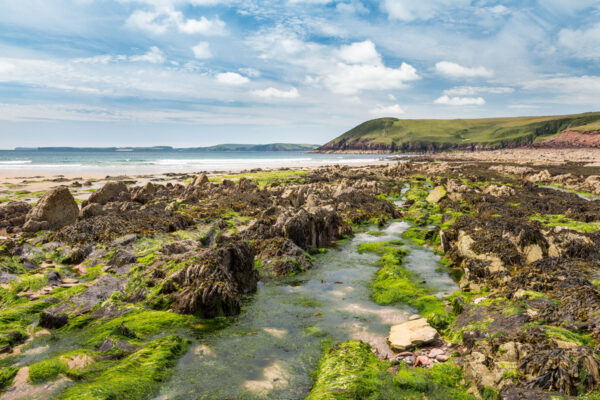 Look Wild: Coastal Wildlife 2x