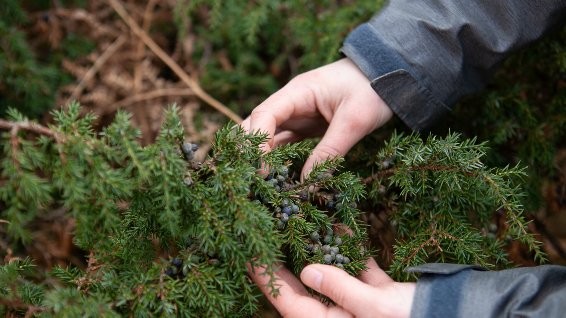 Juniper Tree, image by Charlie Fox