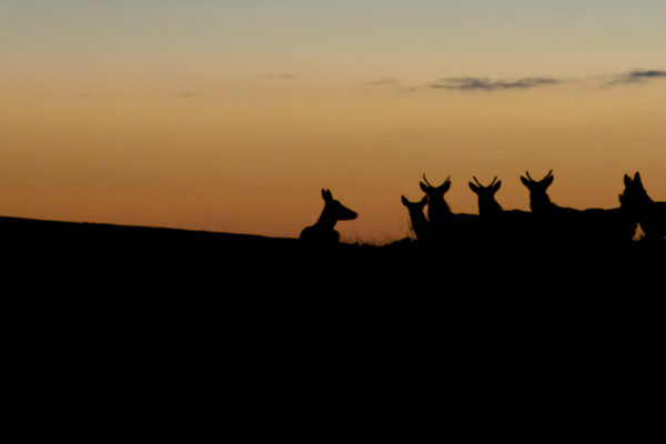 Look Wild: Wonderful Wildlife in Exmoor 2x