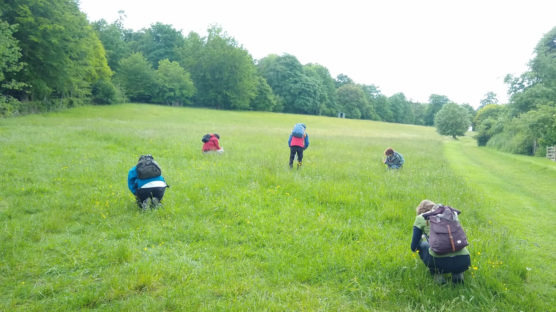 Young people using the iNaturalist app to identify wildlife in meadowlands