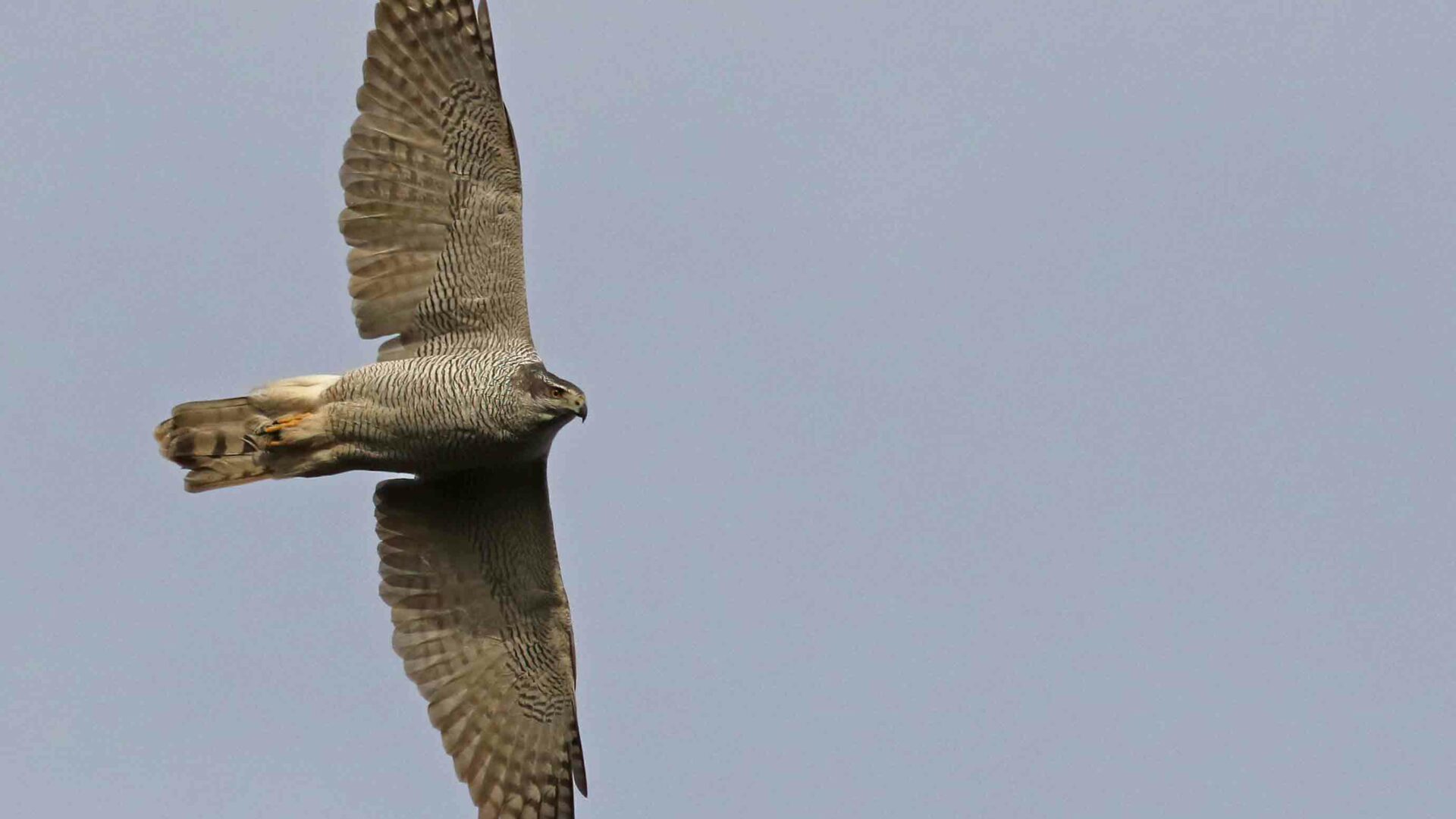 Goshawk in flight over North Yorkshire, photo by Richard Baines