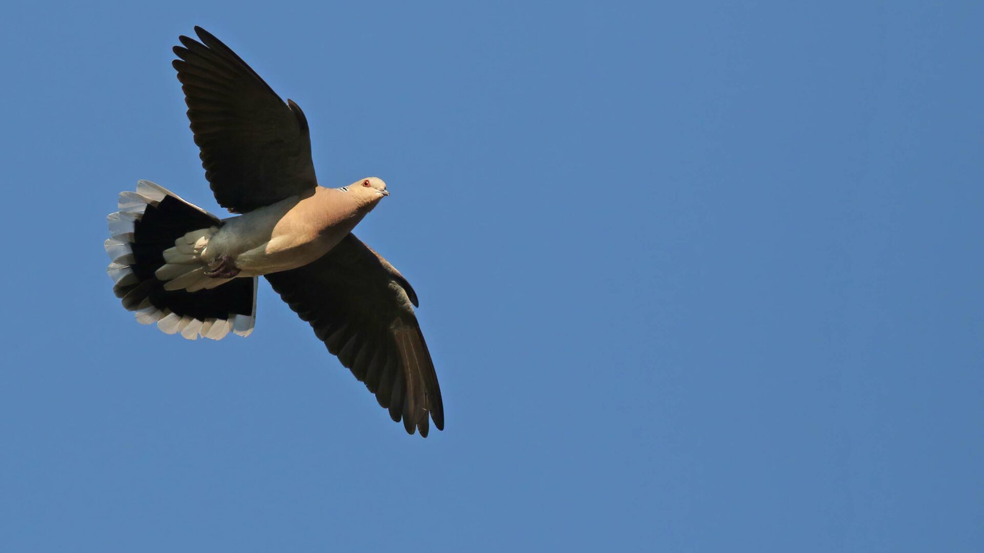 European Turtle Dove in flight, photo by Richard Baines