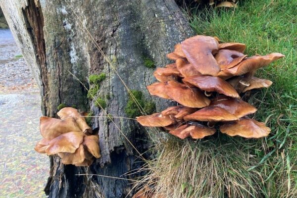 Look Wild: Autumnal Fungi 2x
