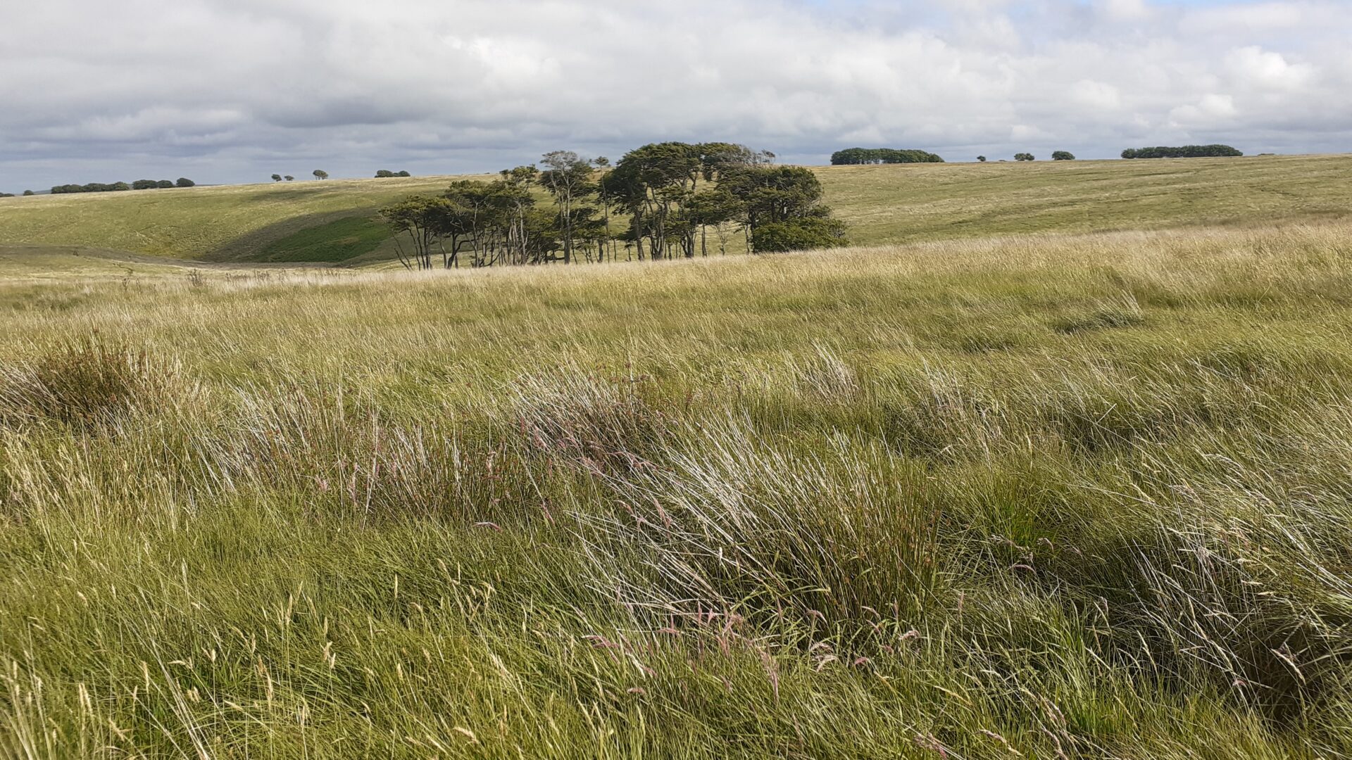 The Stell, near Simonsbath 