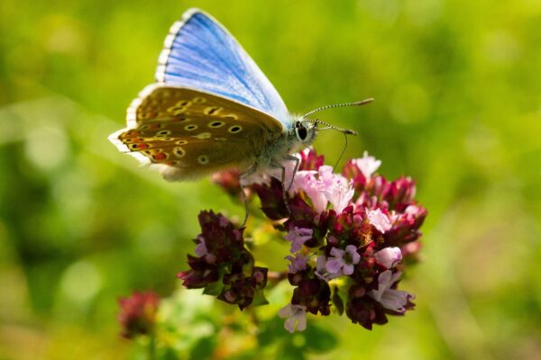 Look Wild: Helping Butterflies in the South Downs 2x