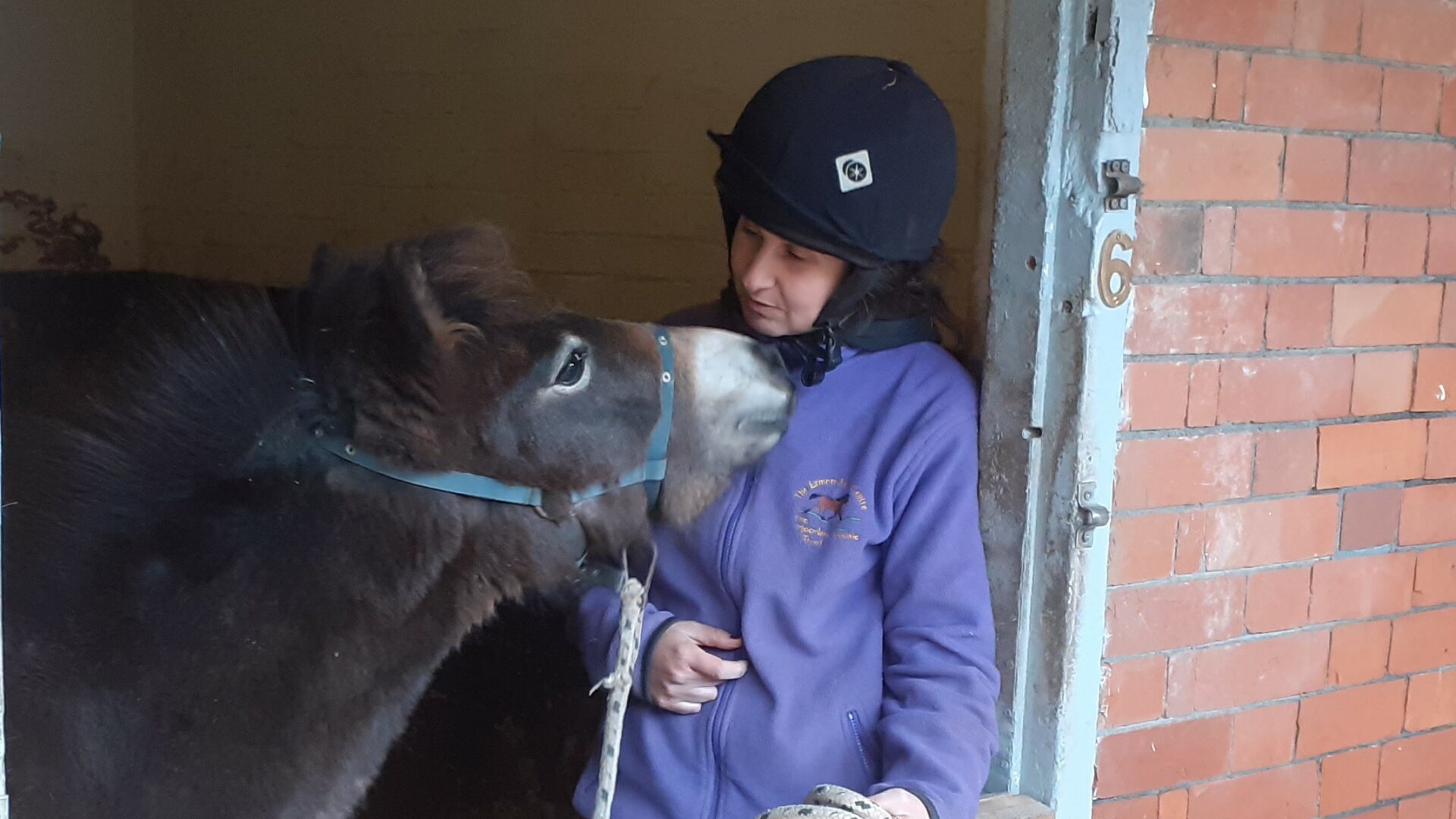 Elmo learning to be lead in a head collar 