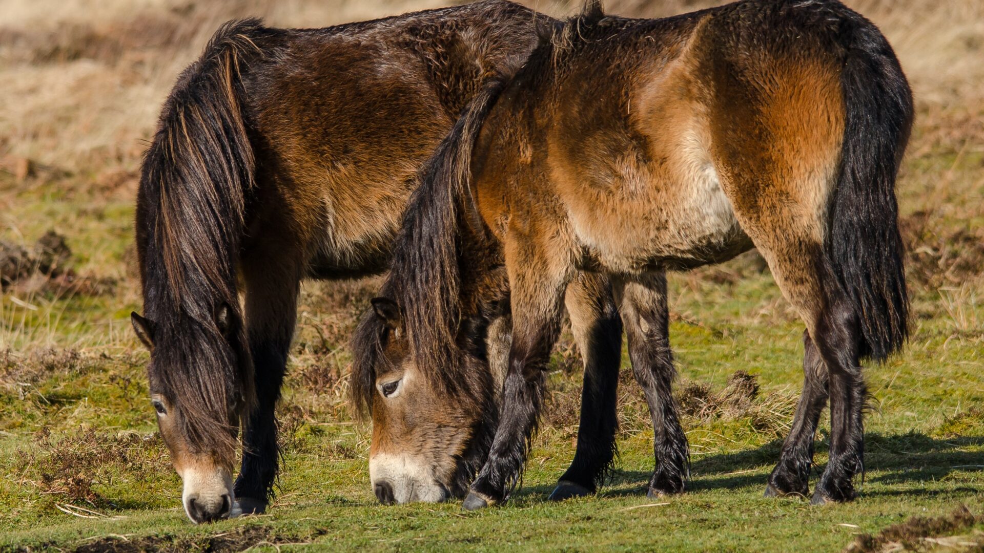 Exmoor ponies