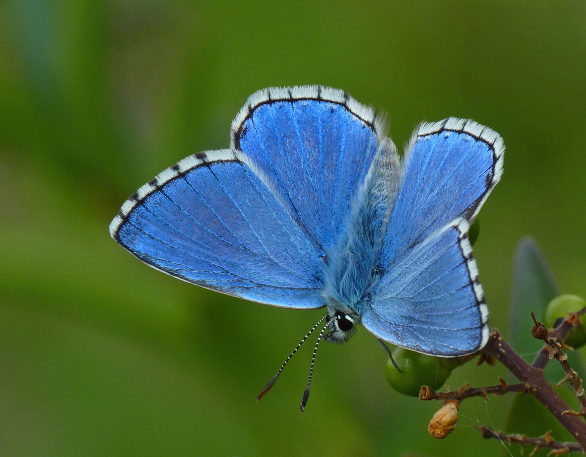 Adonis Blue Butterfly, Credit South Downs National Park Authority