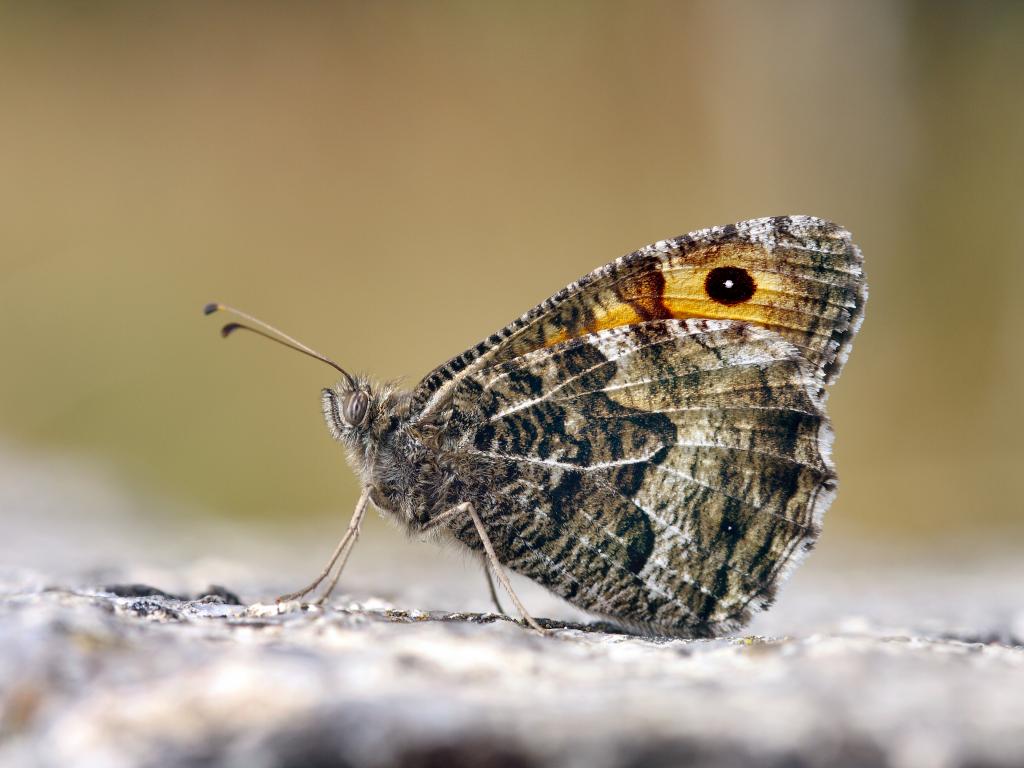 Grayling Butterfly, Source Butterfly Conservation, Credit Patrick Clement