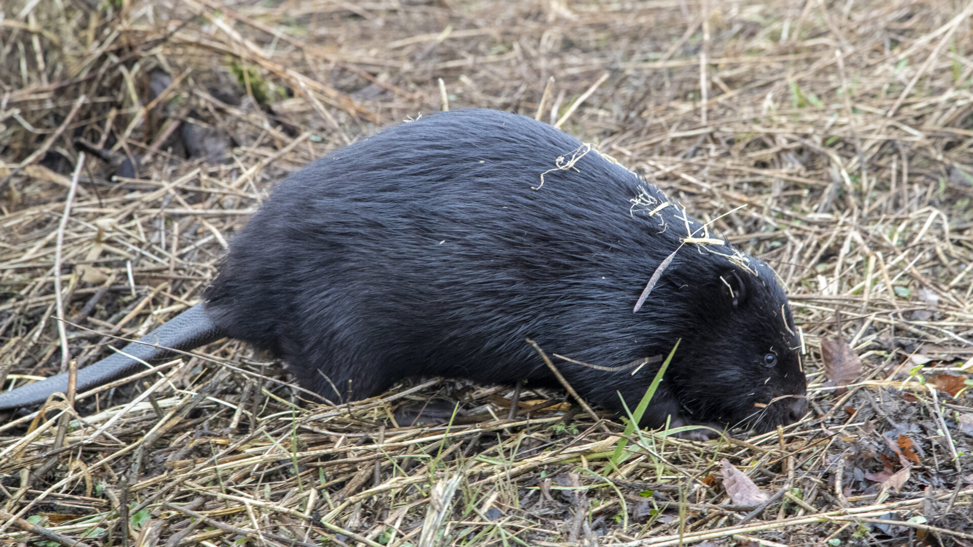 Adult female making her way into the water ©Beaver Trust