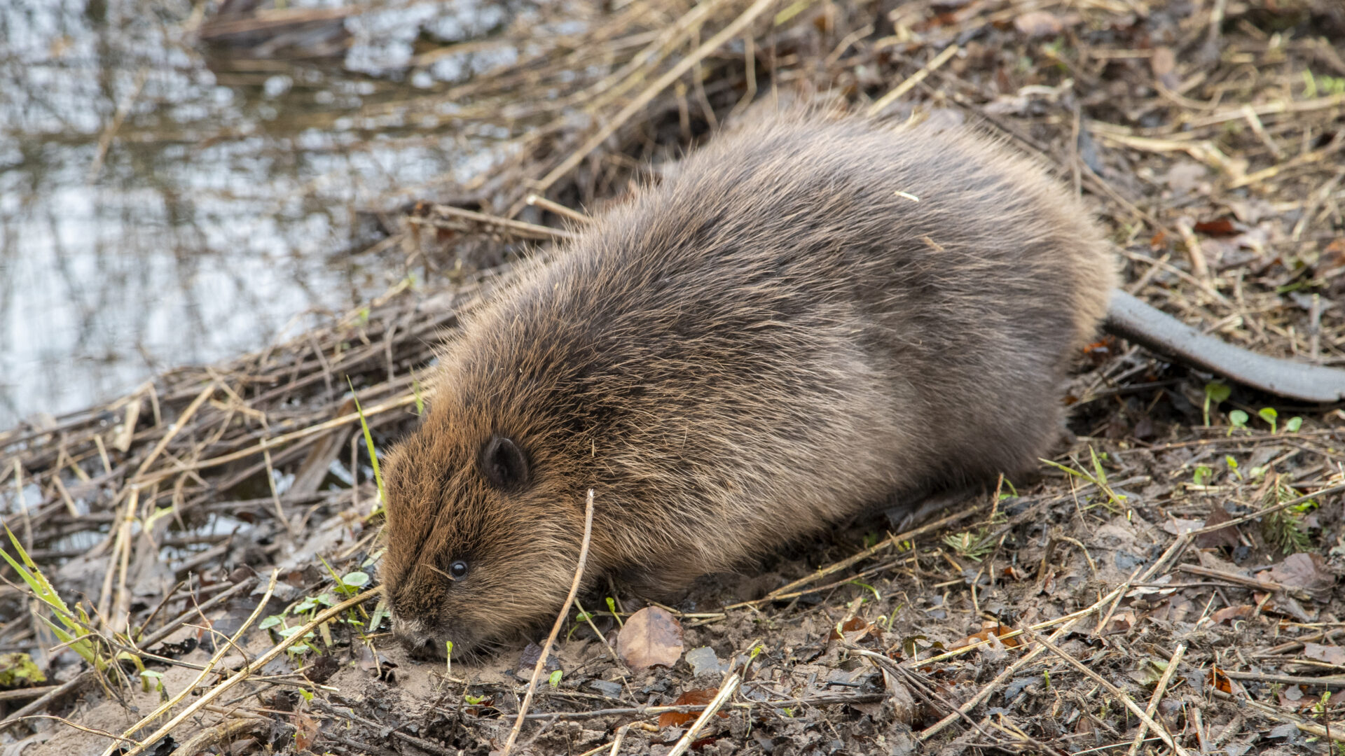 Beaver kit entering the water ©Beaver Trust