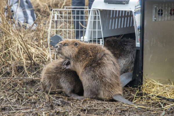 Discover: Family of beavers move to Loch Lomond. 2x